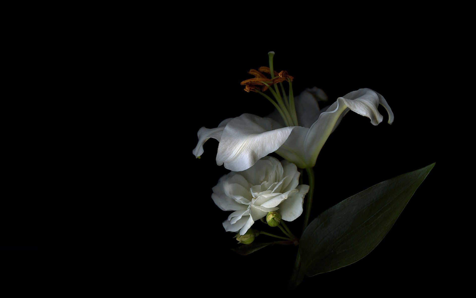 petali giglio stami luce ombra sfondo