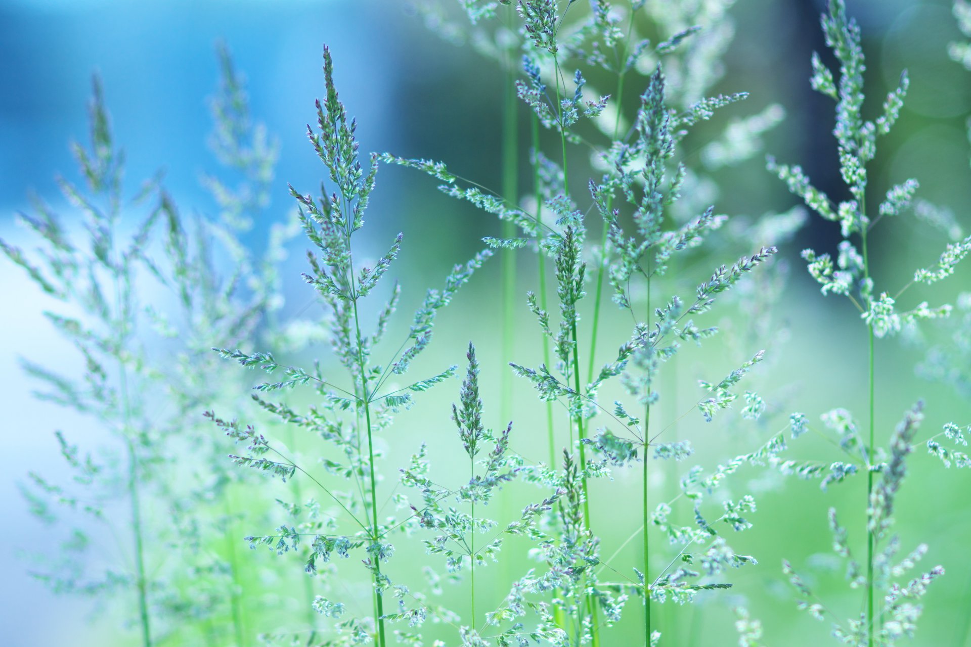 gras grüns makro stimmung