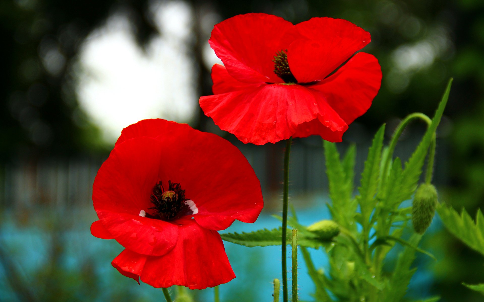 poppy petals the stem the field nature