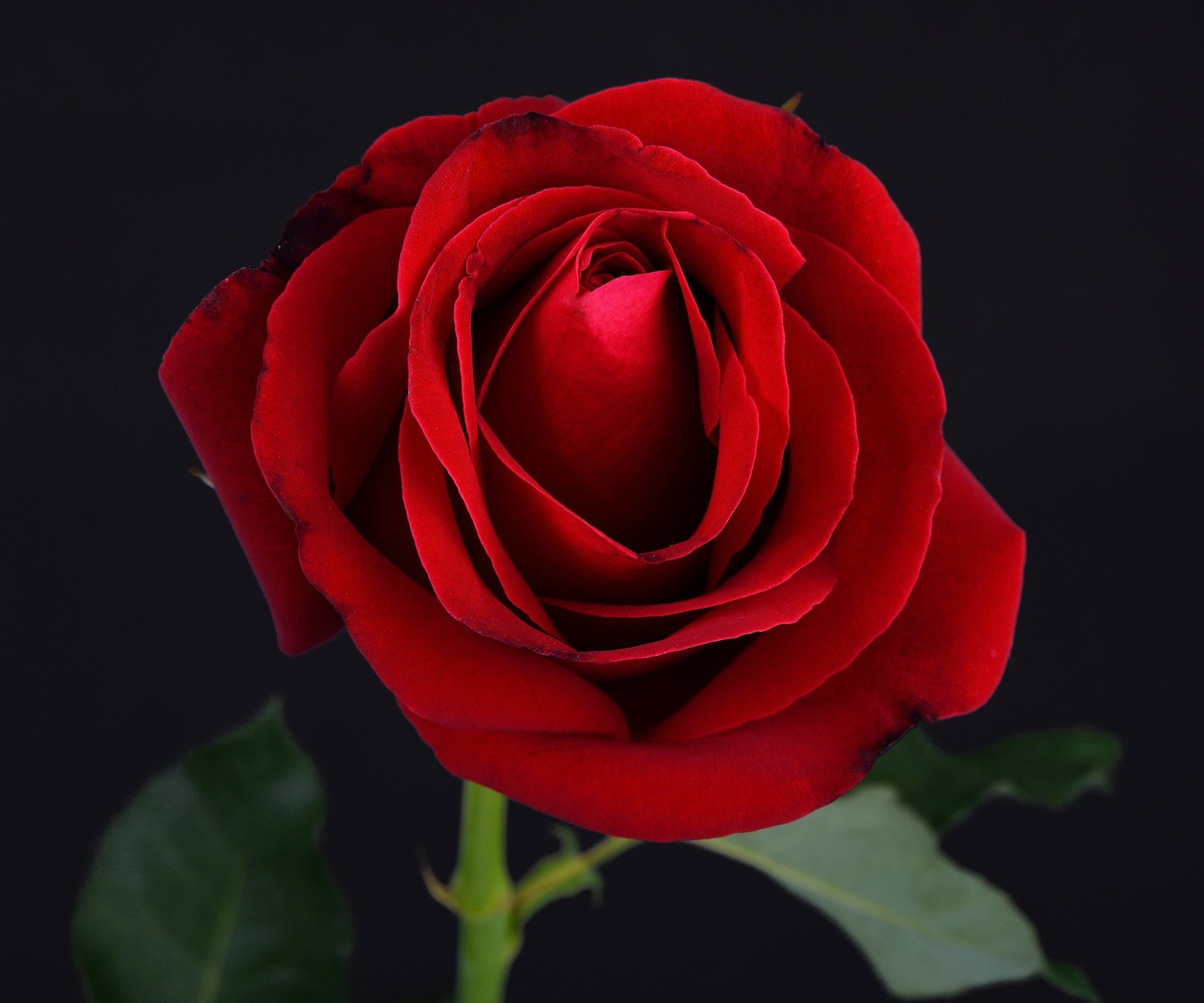 noir rouge rose fleur rose