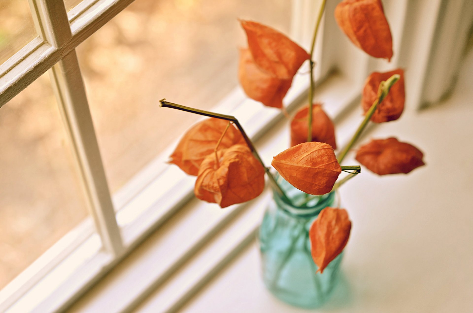 fleurs fenêtre fond