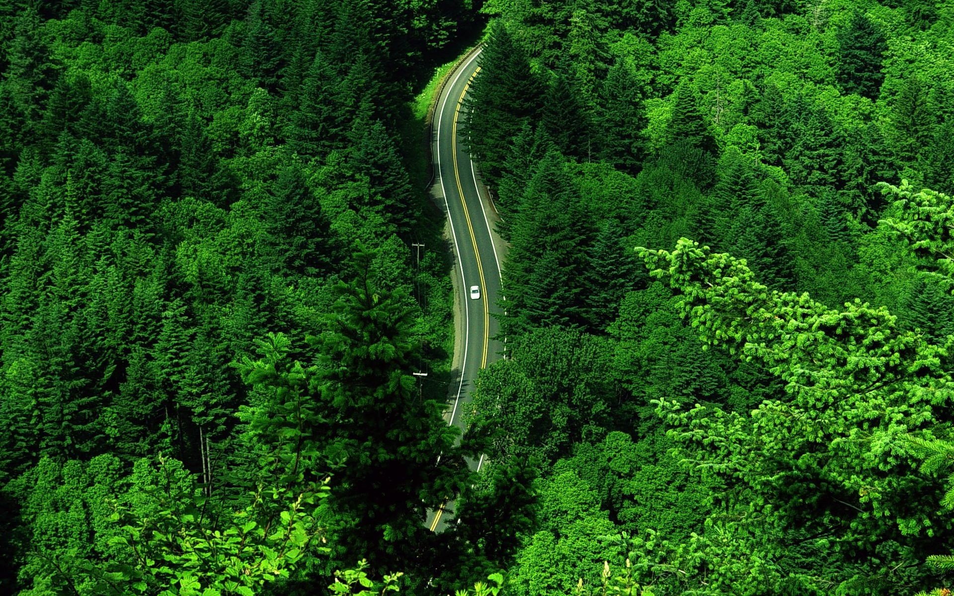 carretera verde coche