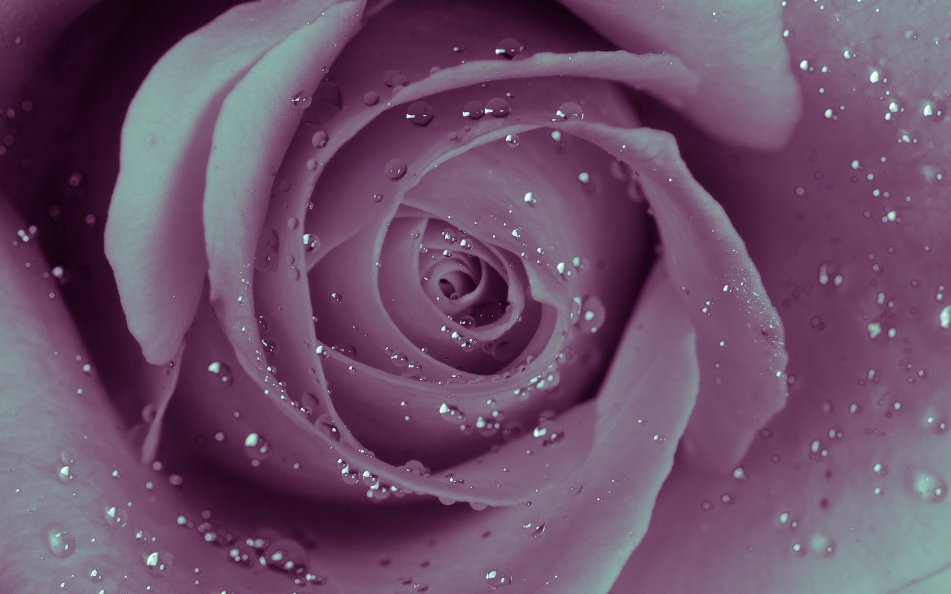 drops rosa water rose petals wallpaper