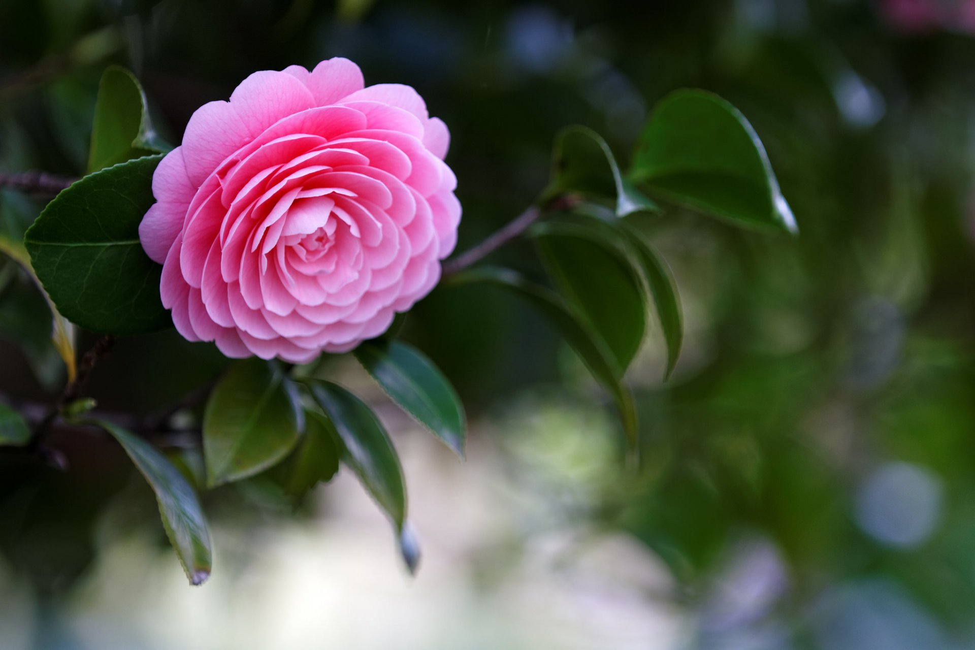 pink camellia leaves branch