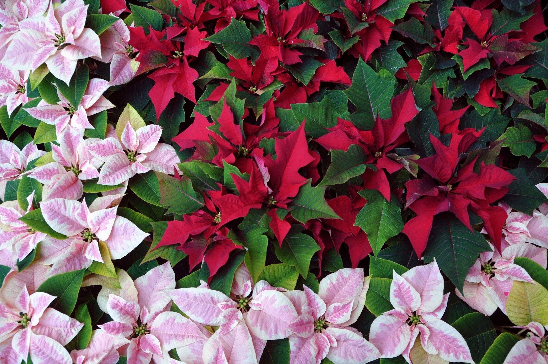 euphorbia the most beautiful poinsettia christmas star