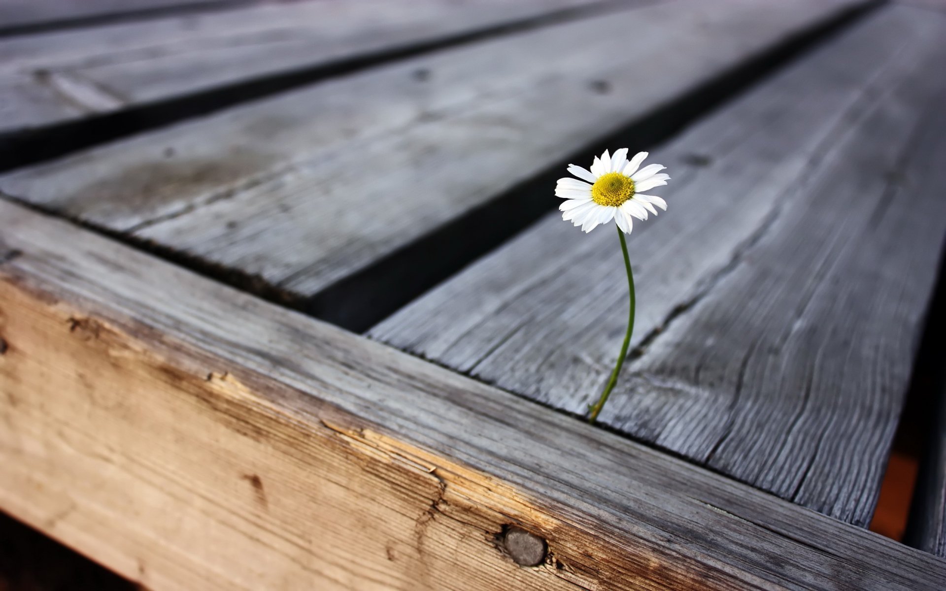 fleur vie solitude joie