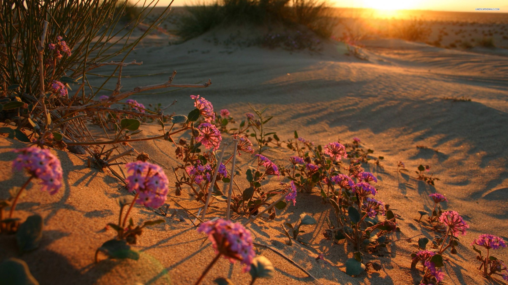 puesta del sol desierto flor flor del desierto amanecer flores