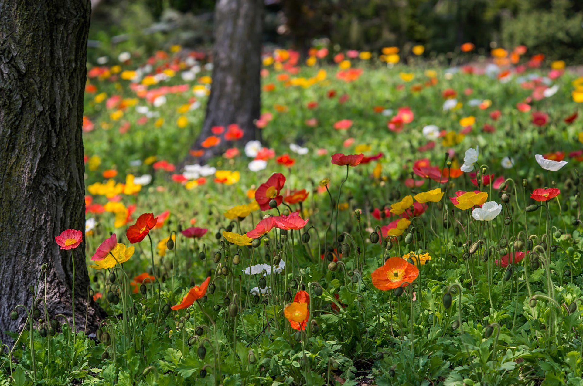 papaveri rosso giallo bianco fiori erba verde alberi natura parco