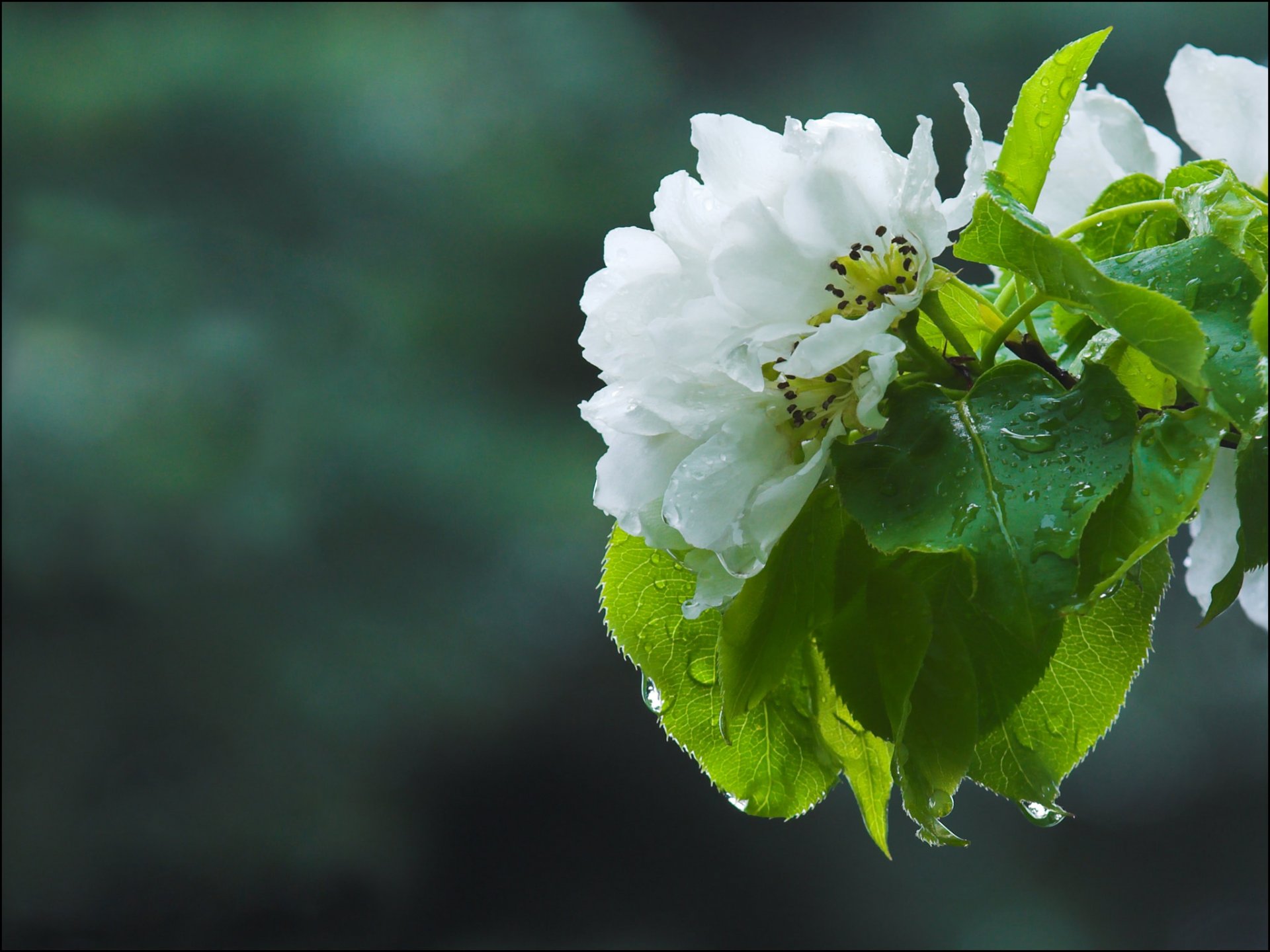 pring flower apple close up