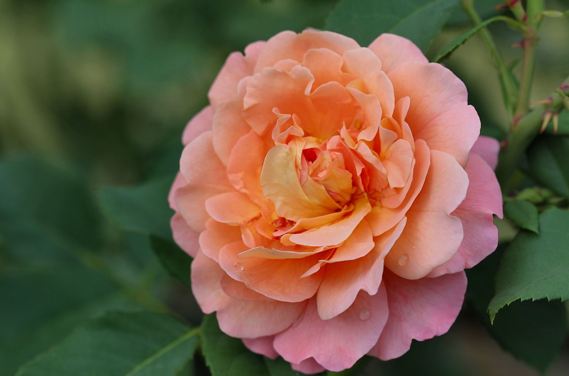 rose blütenblätter makro