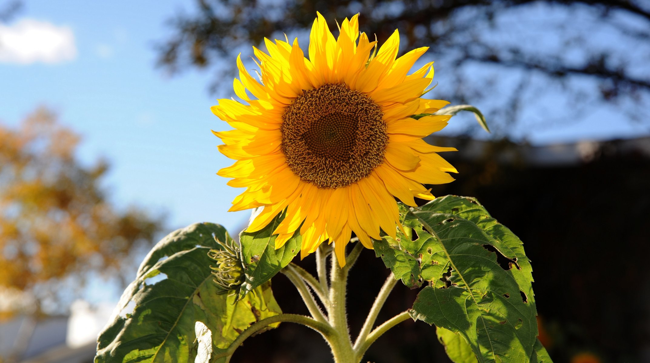 tournesol tournesol plante tige feuilles panier pétales jaunes flou