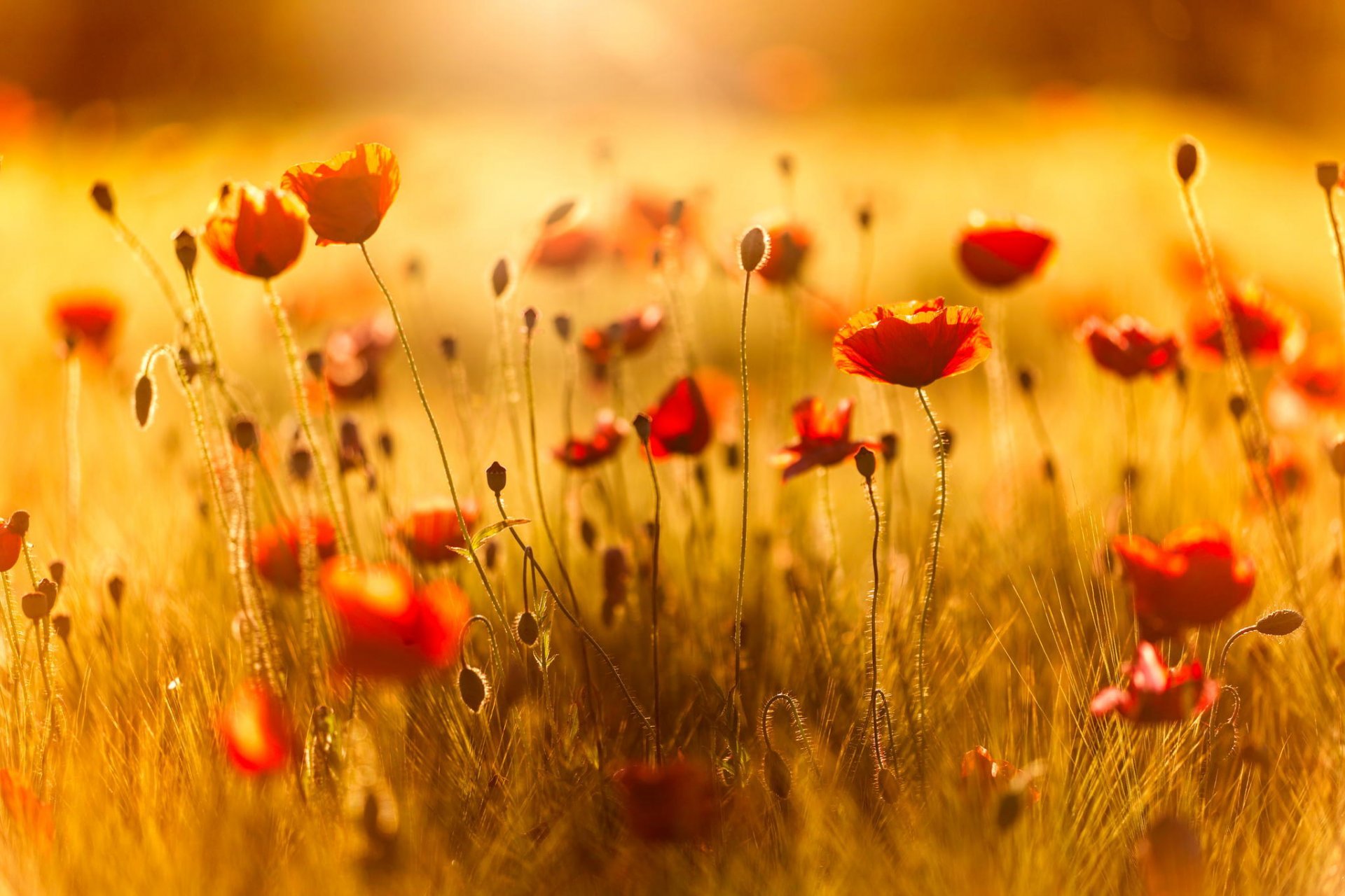 été champ fleurs rouges coquelicots