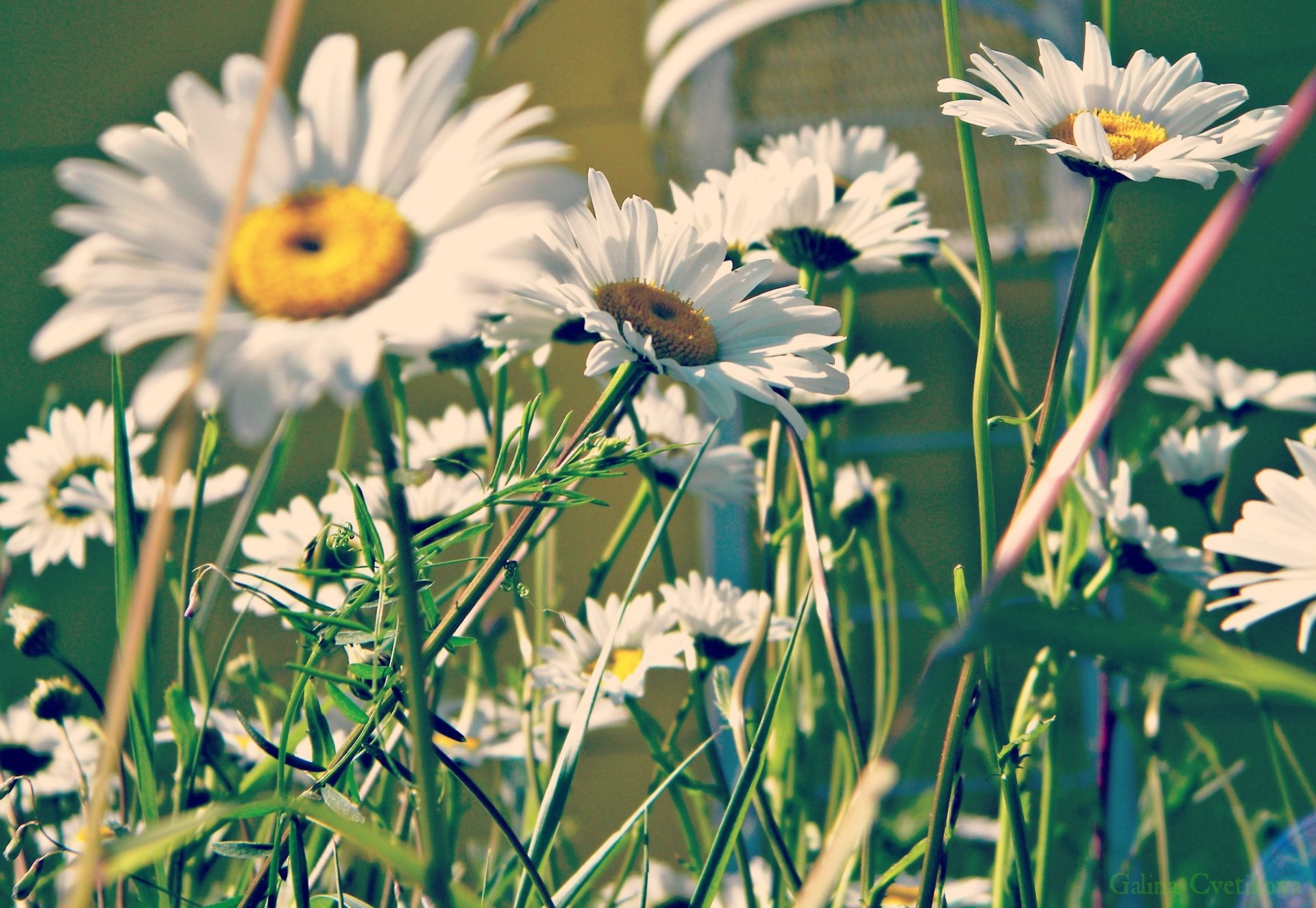 chamomile summer petals green