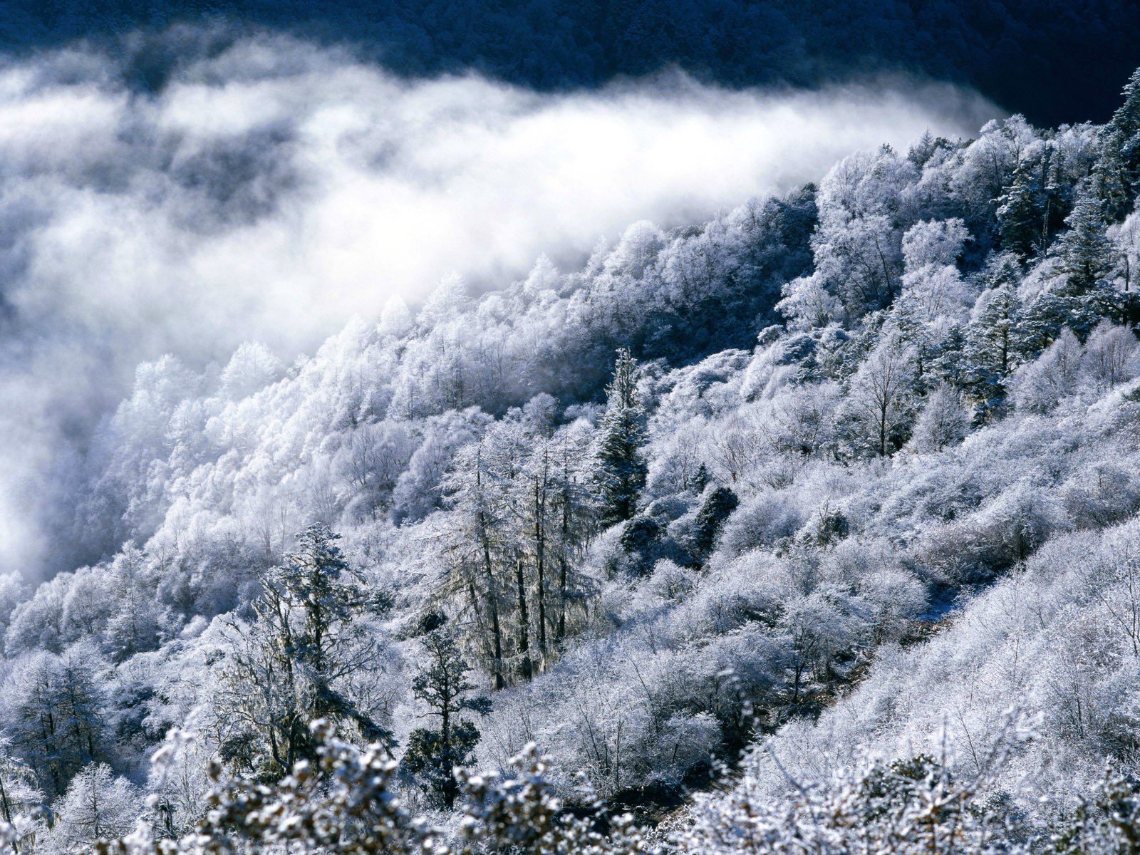 hiver forêt montagnes