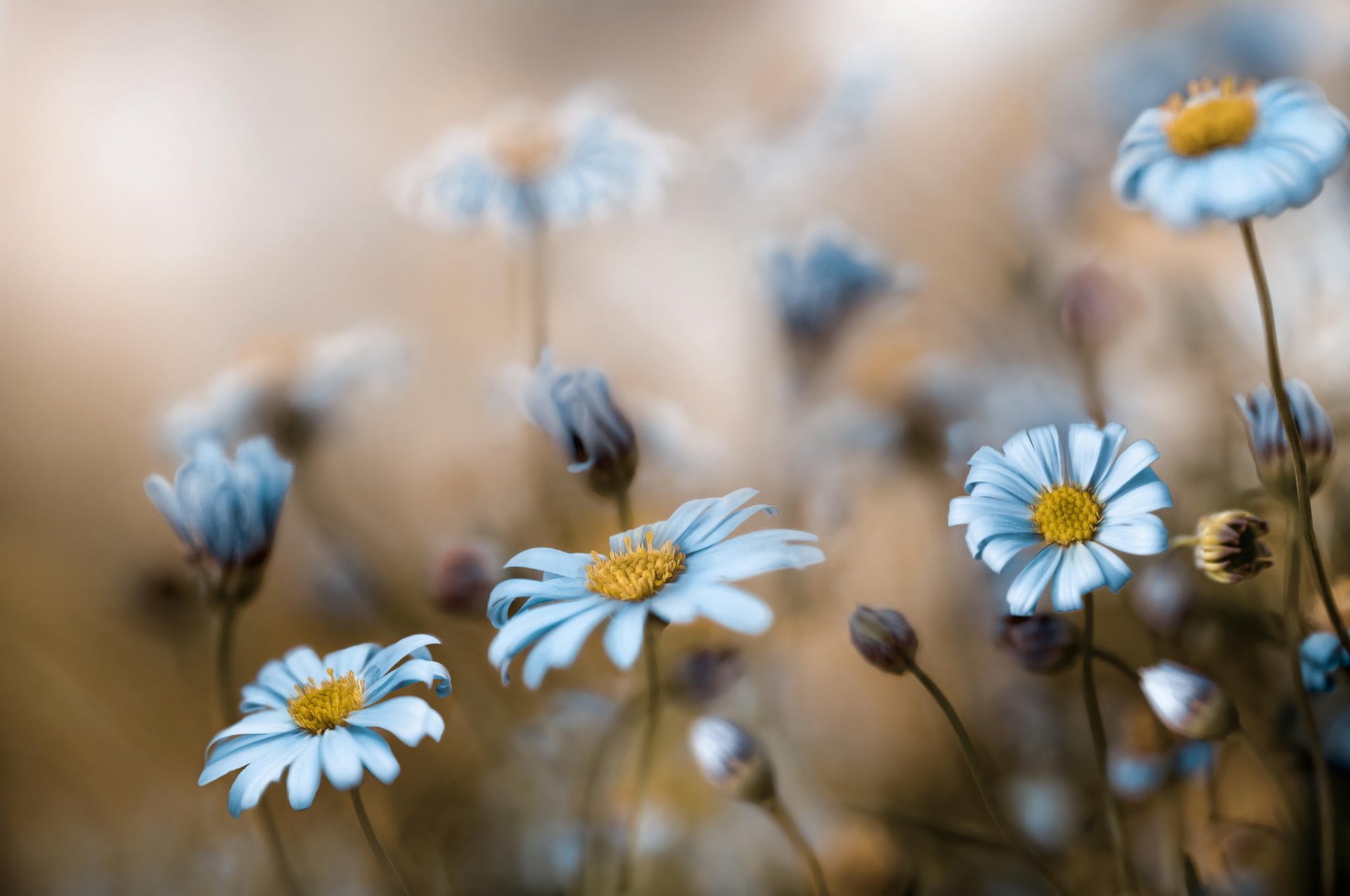 flores campo naturaleza