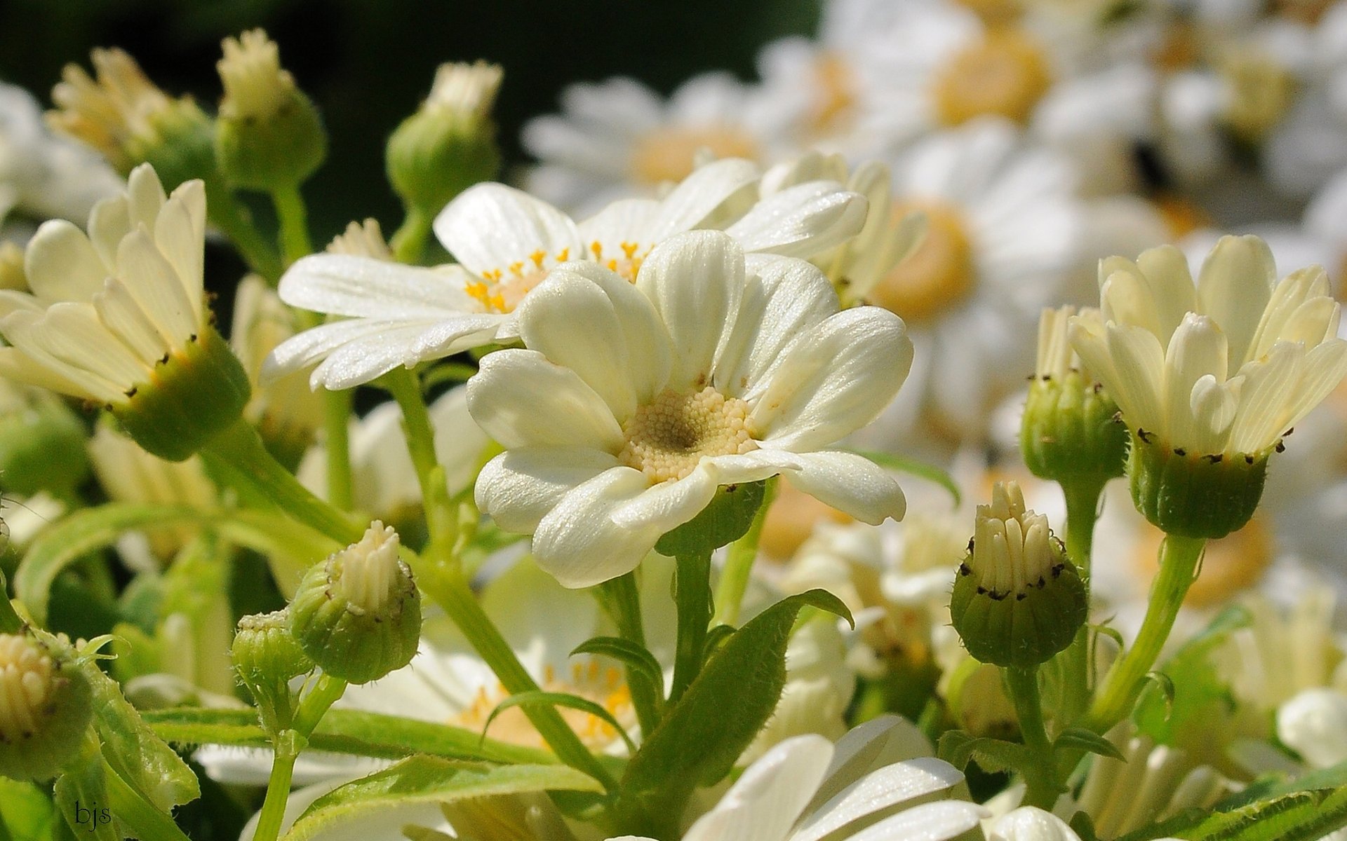 blütenblätter knospen makro