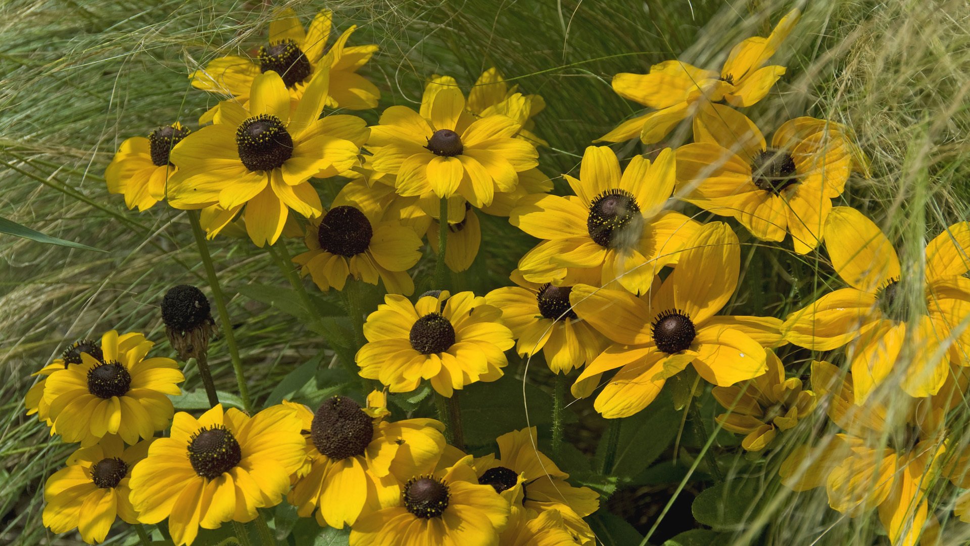 rudbeckia blütenblätter gras