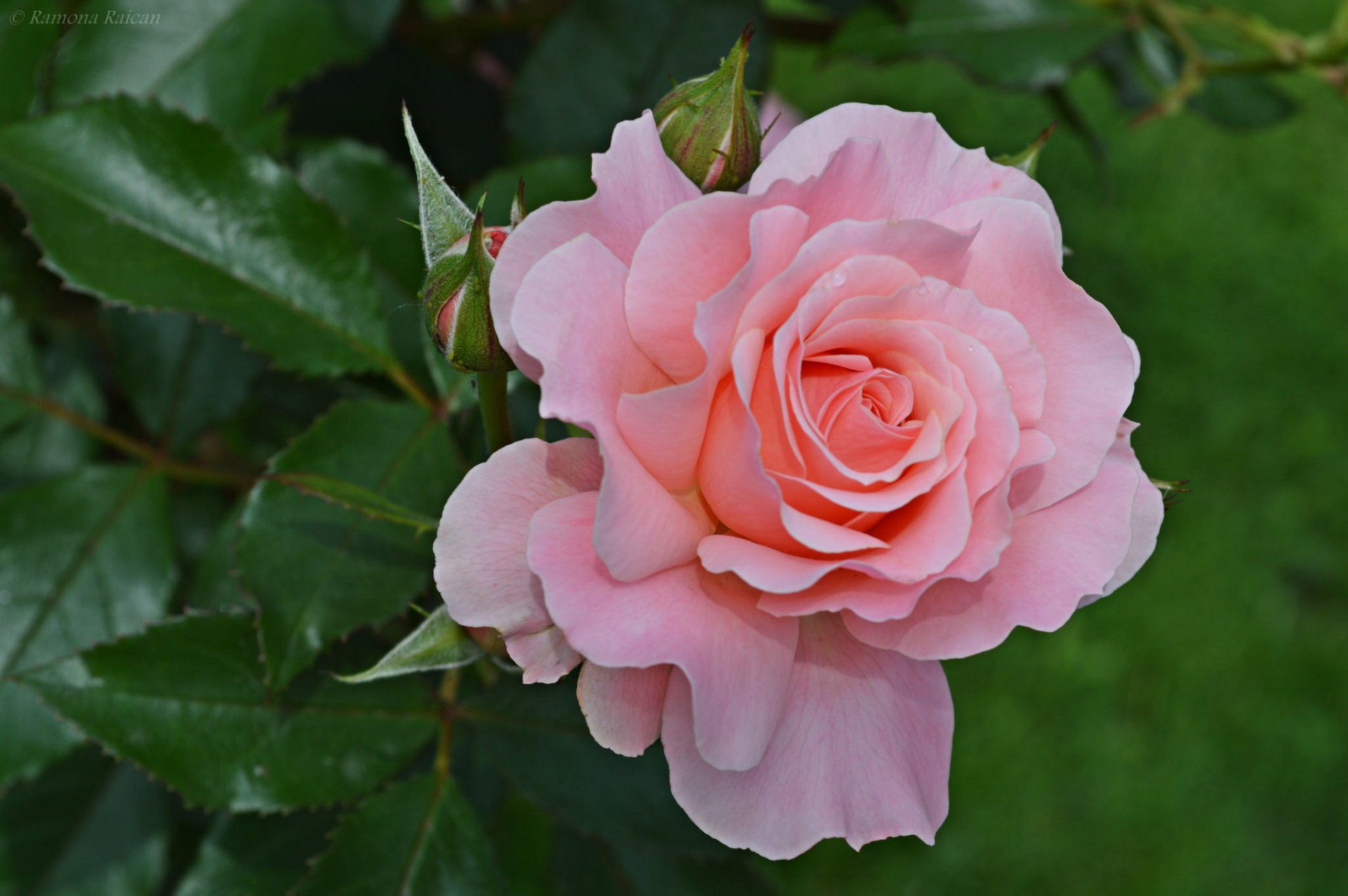 rosa brote pétalos macro