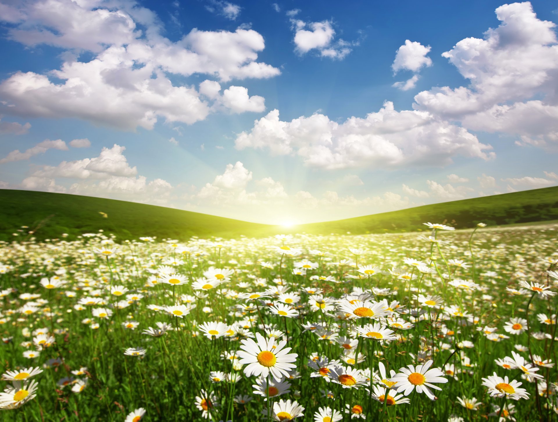 the field chamomile sun dawn clouds landscape