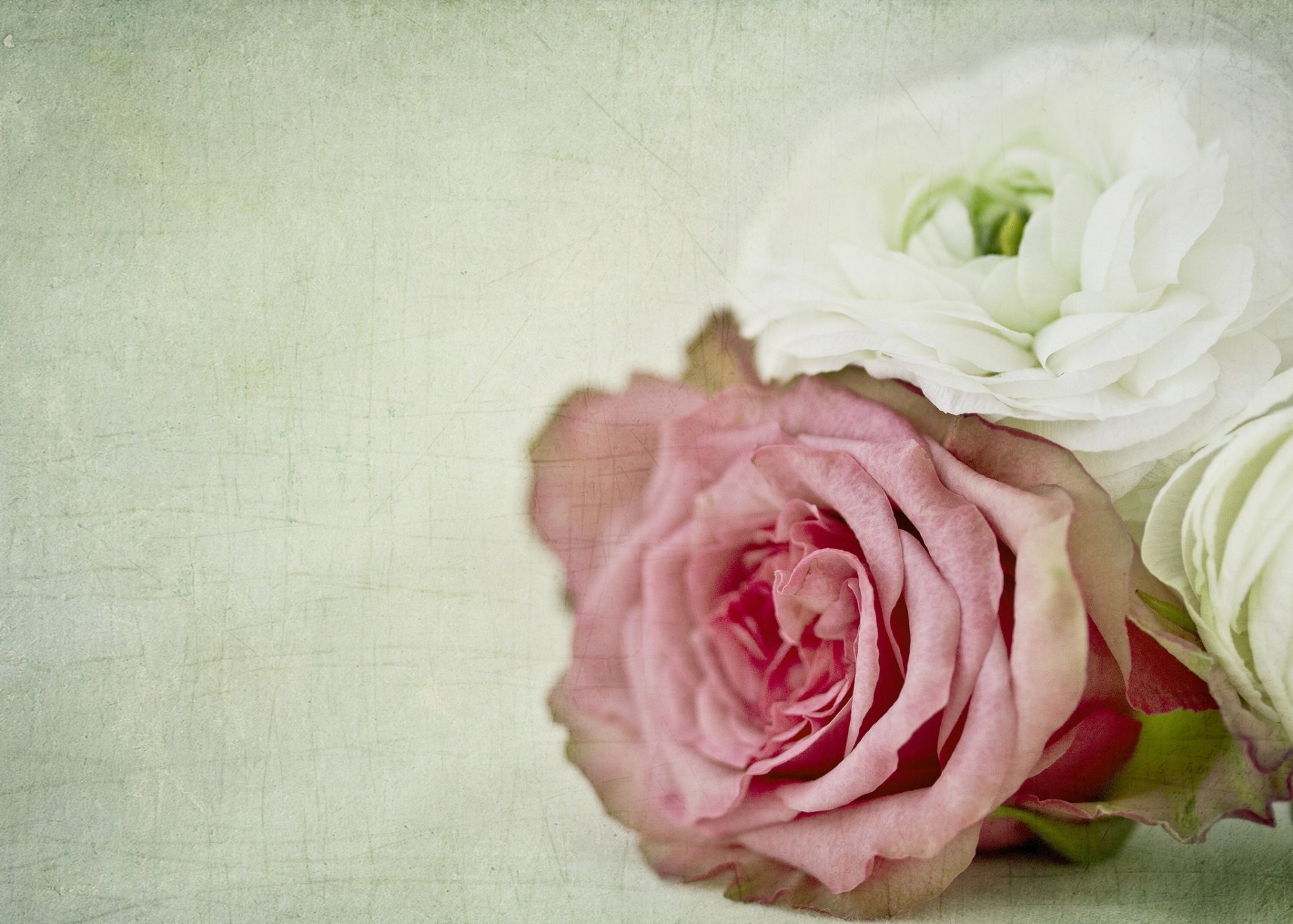 rose ranunculus bourgeons gros plan texture