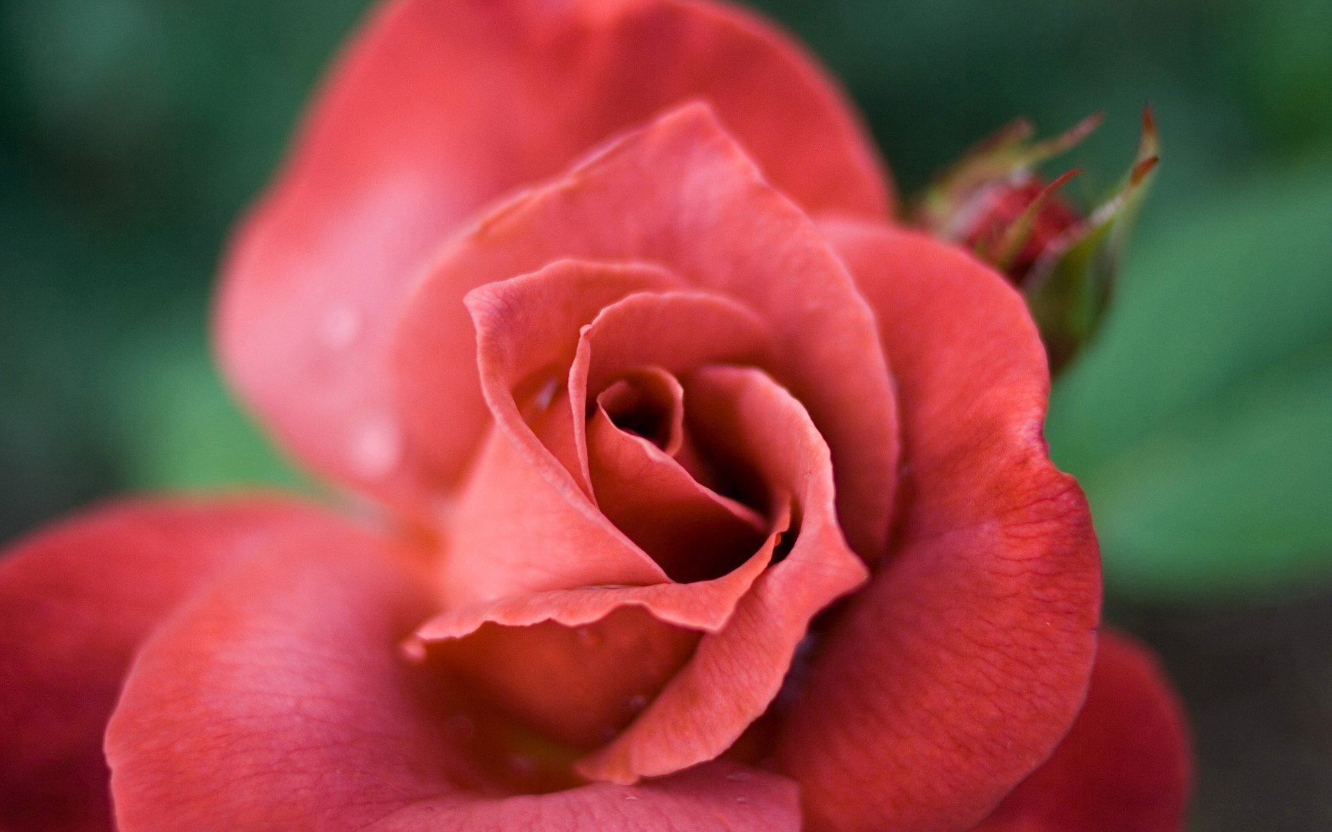 red flower macro rose