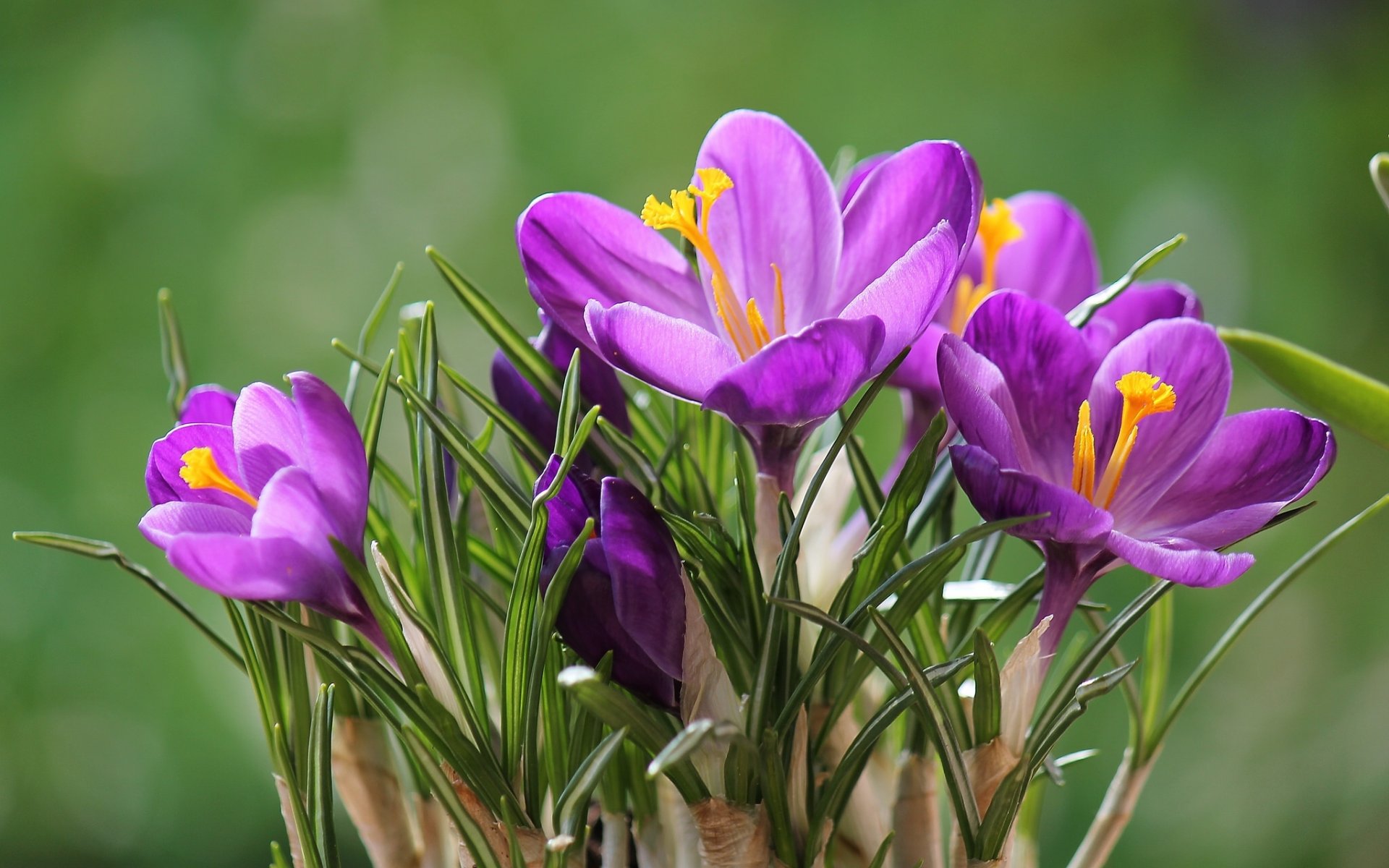 krokusse safran makro