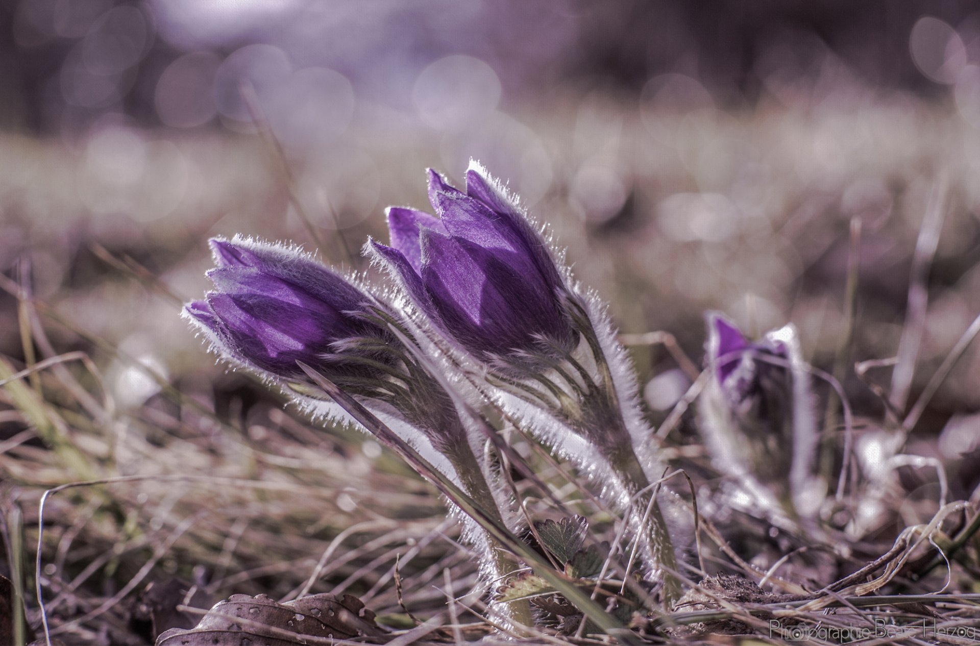 dream-grass flowers lilac purple petals glare macro focu