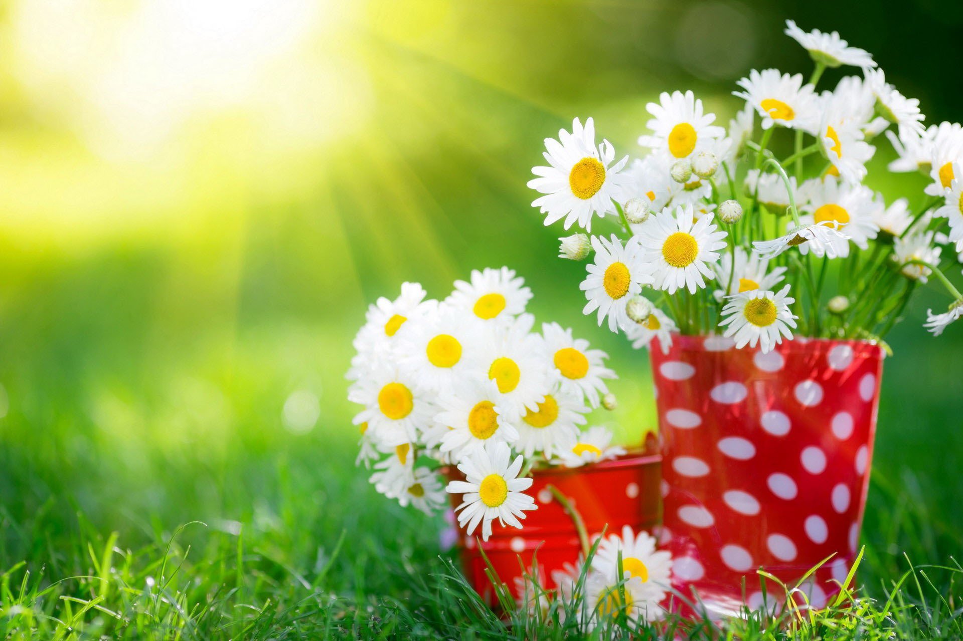 chamomile bouquets glasses grass summer sunlight ray