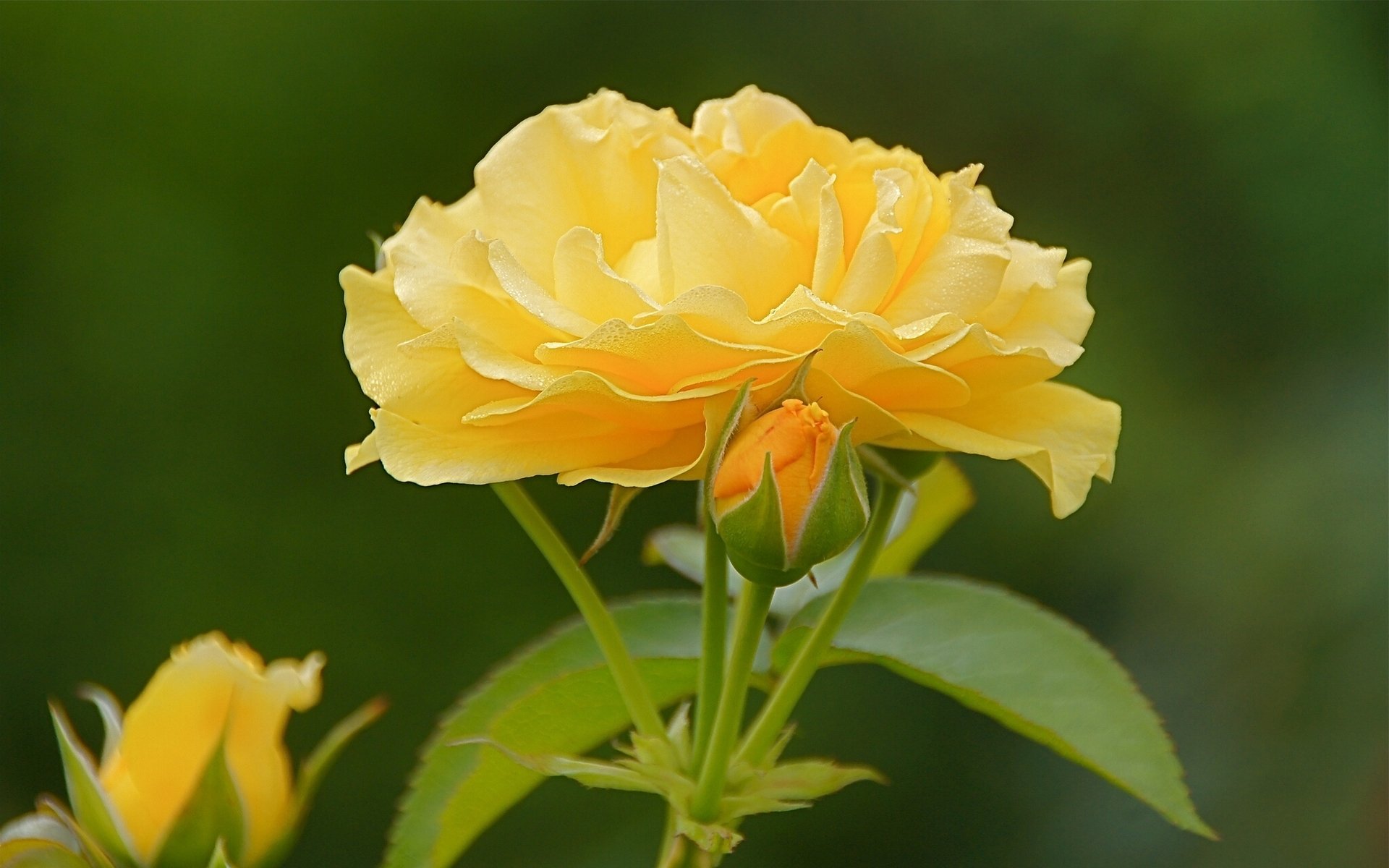 rosa boccioli macro