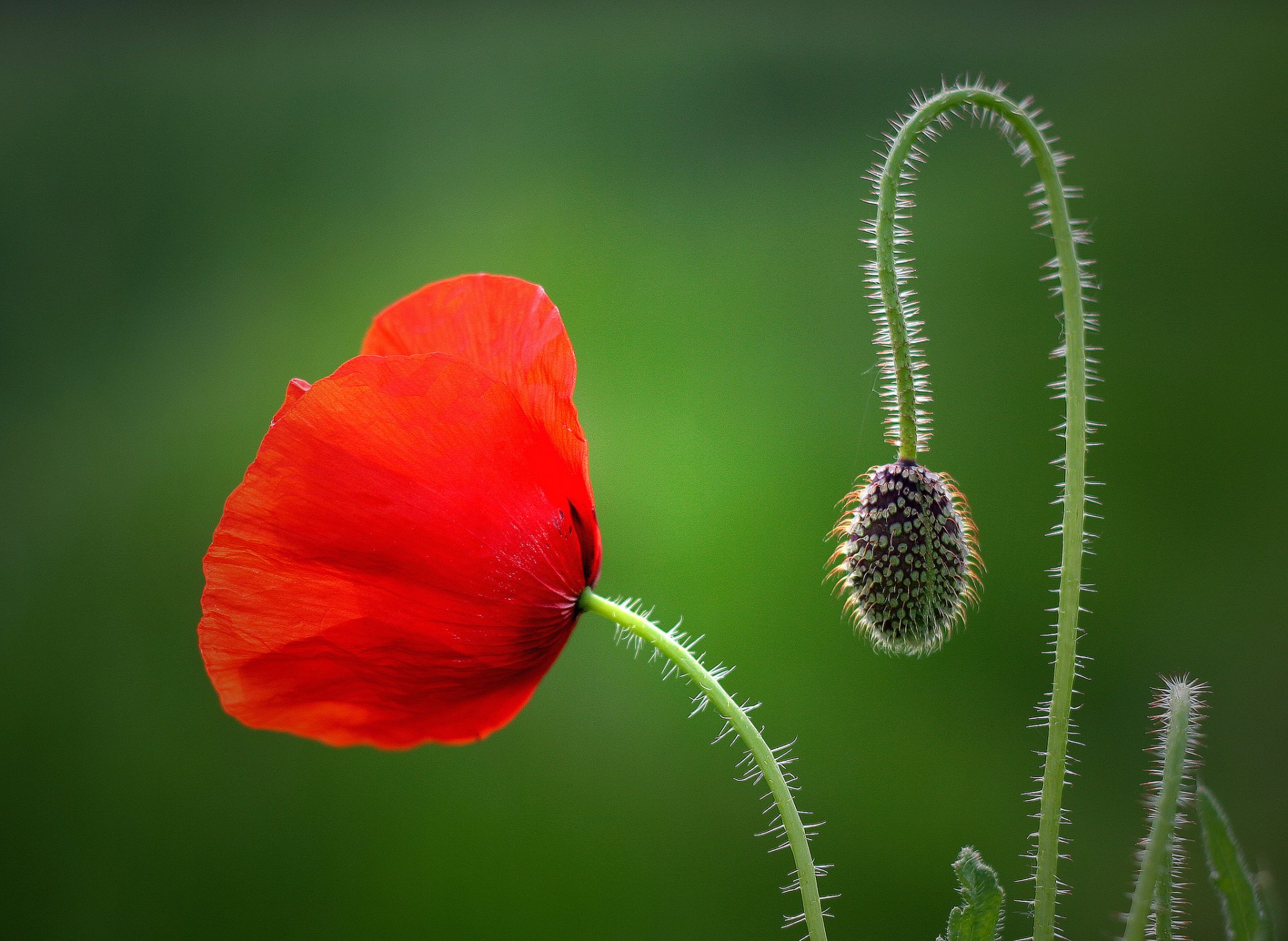 poppy bud close up