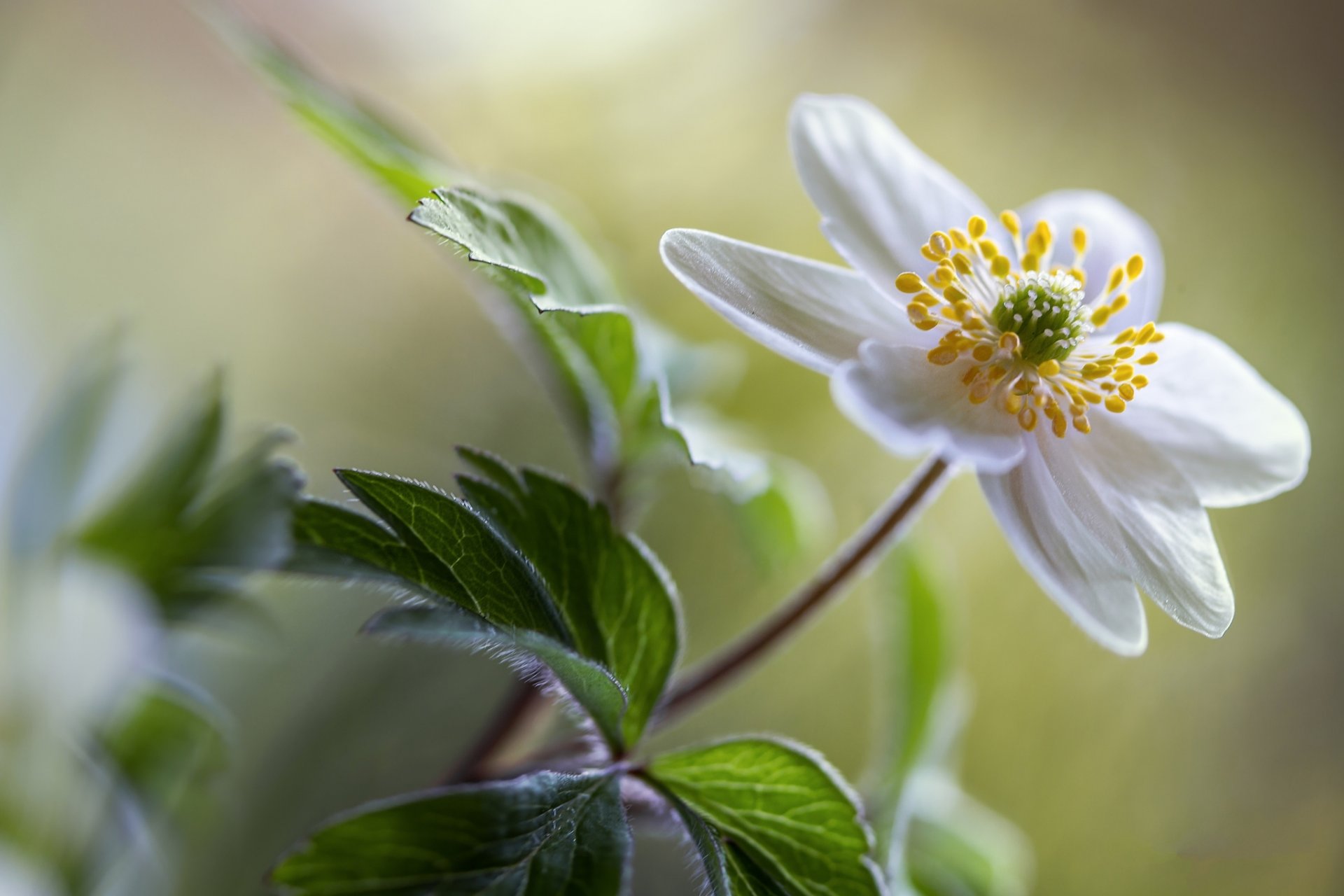 blume weiß anemone bokeh