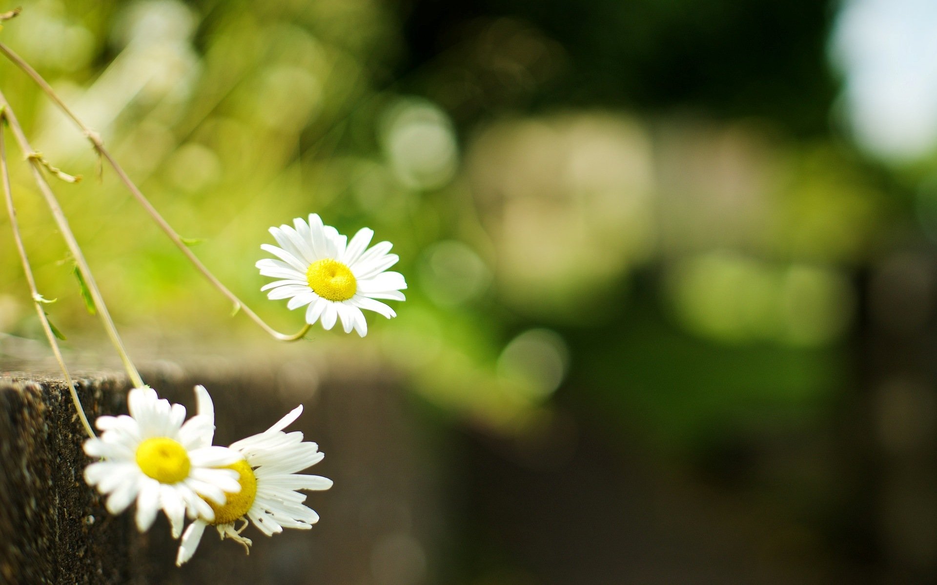 flower flowers chamomile daisy green grass blur camomile background wallpaper widescreen full screen hd wallpaper