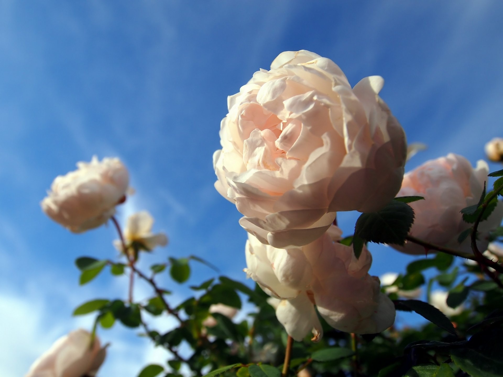 rose cespuglio di rose macro bokeh