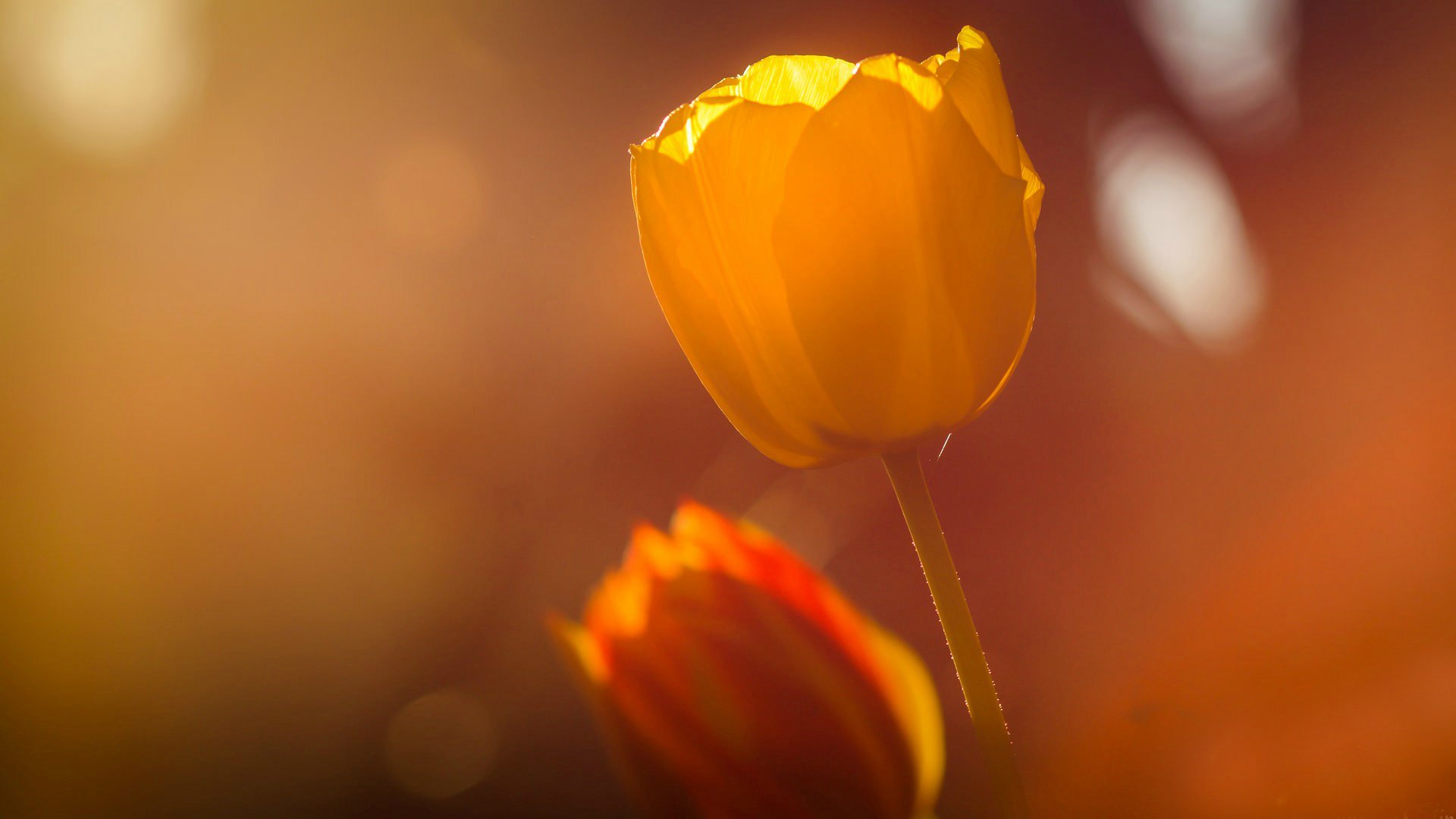 fleurs fleur fleur tulipe flou jour champ été tulipes