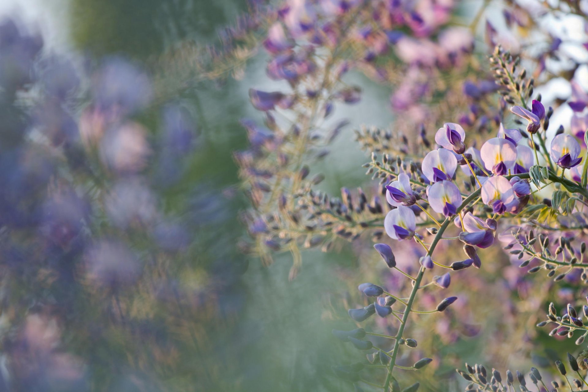 kwiaty drzewo kwitnienie wiosna akacja bokeh makro