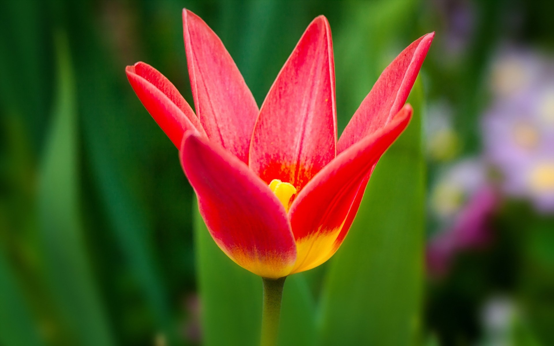 fiore tulipano natura