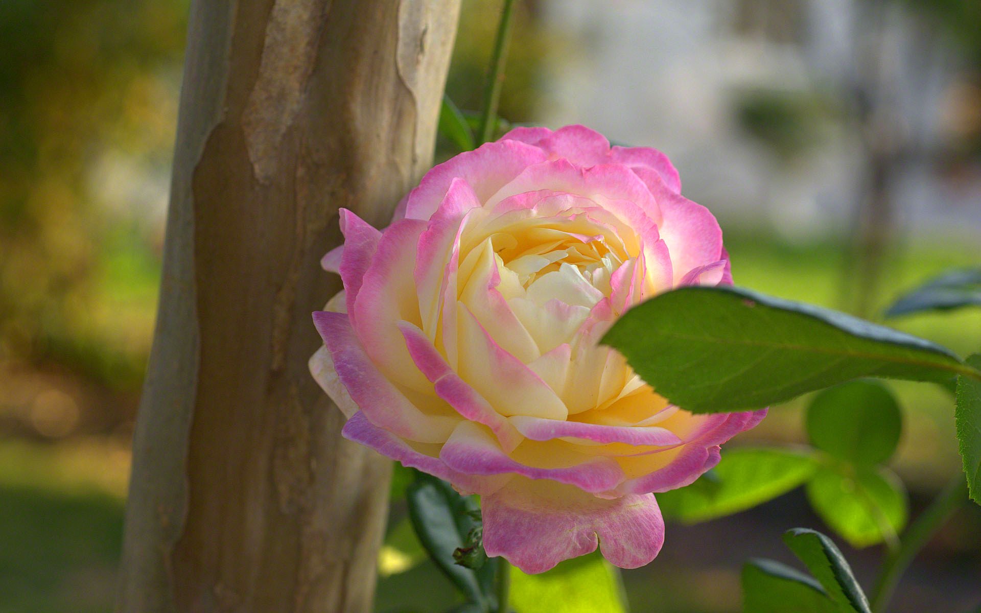 rosa pétalos brote hoja naturaleza