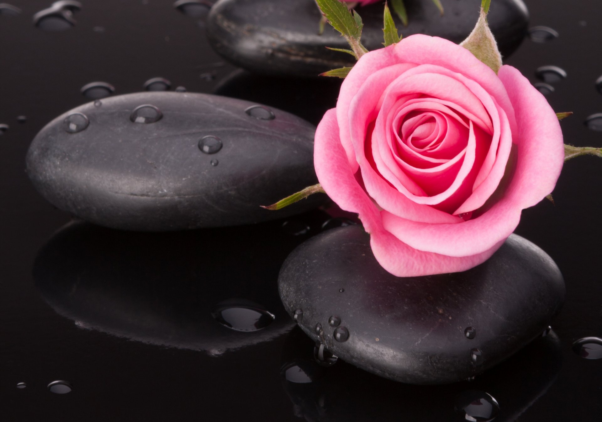 tones water droplets pink rosette