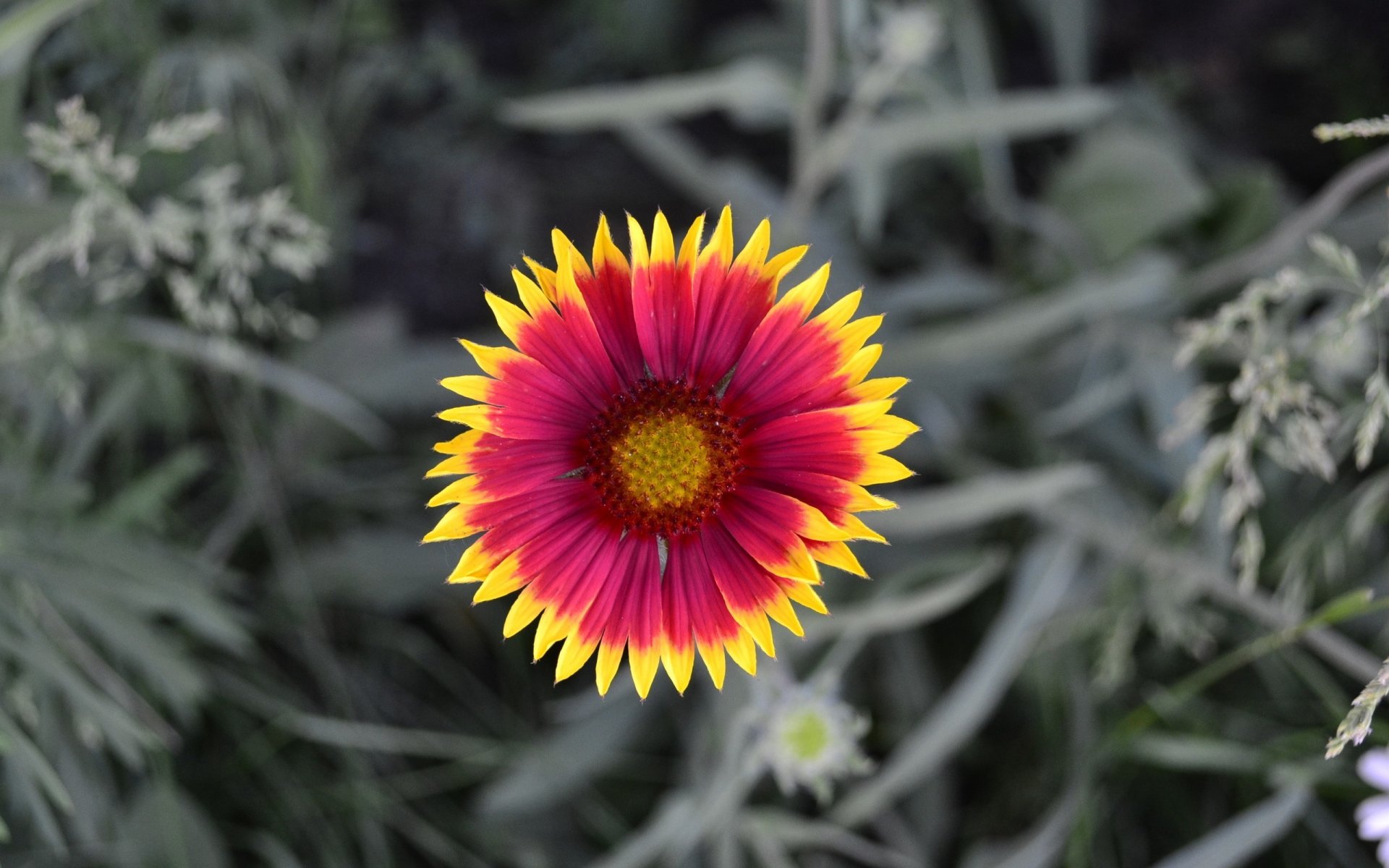 flower petals nature