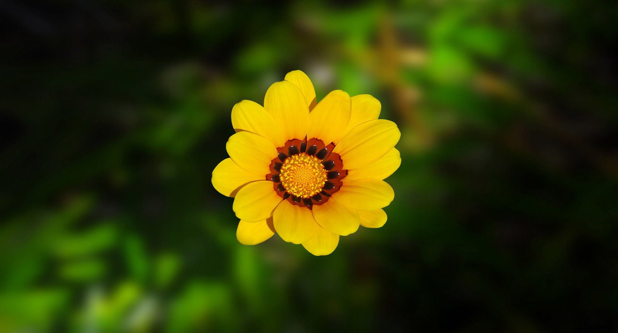 flower petals green blur