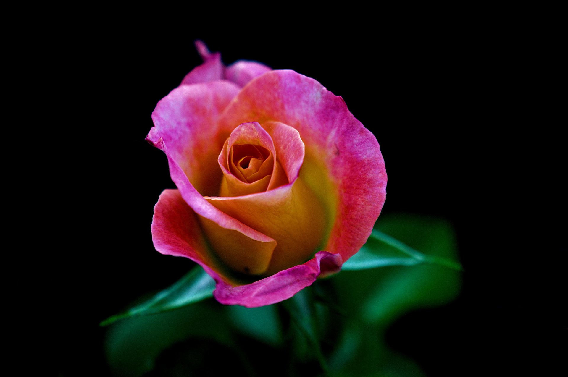 rosa bocciolo petali foglie macro sfondo