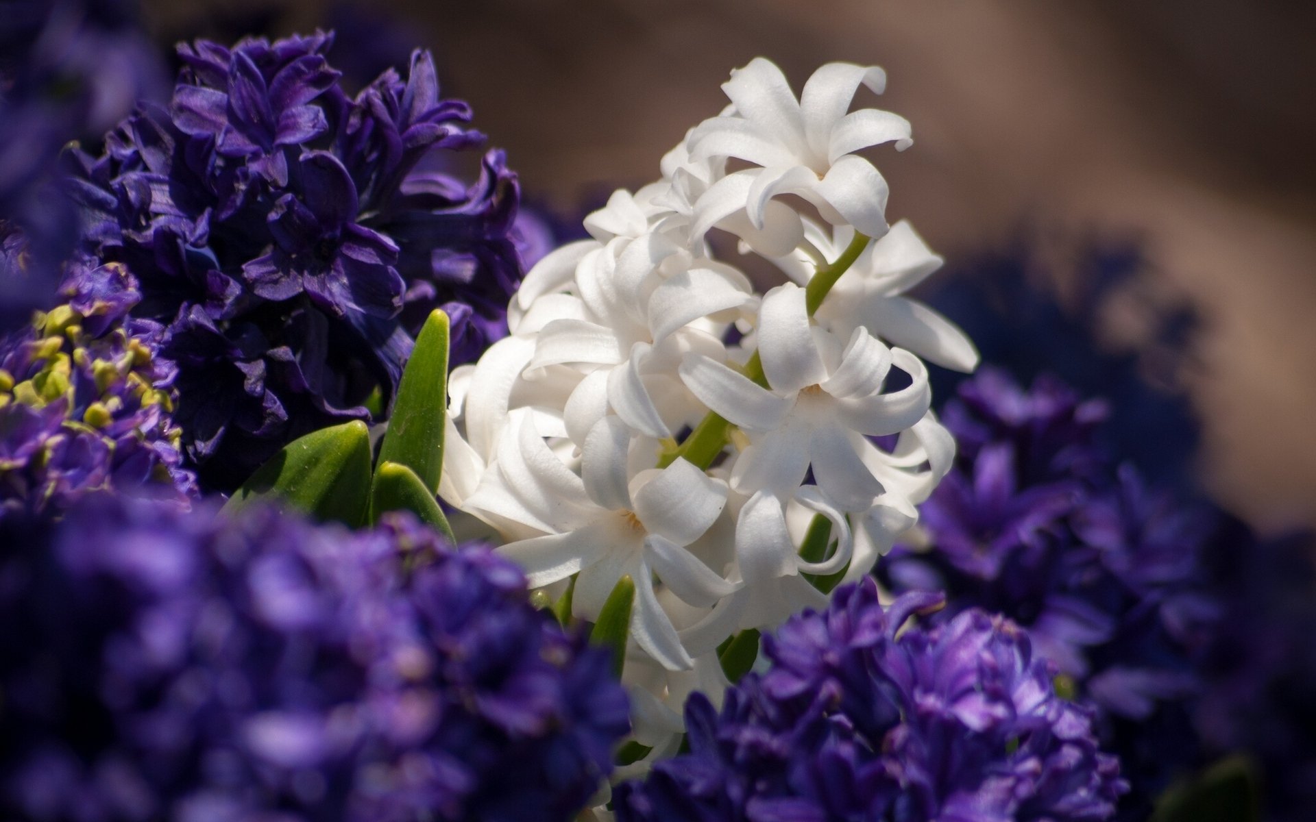 hyacinths close up white