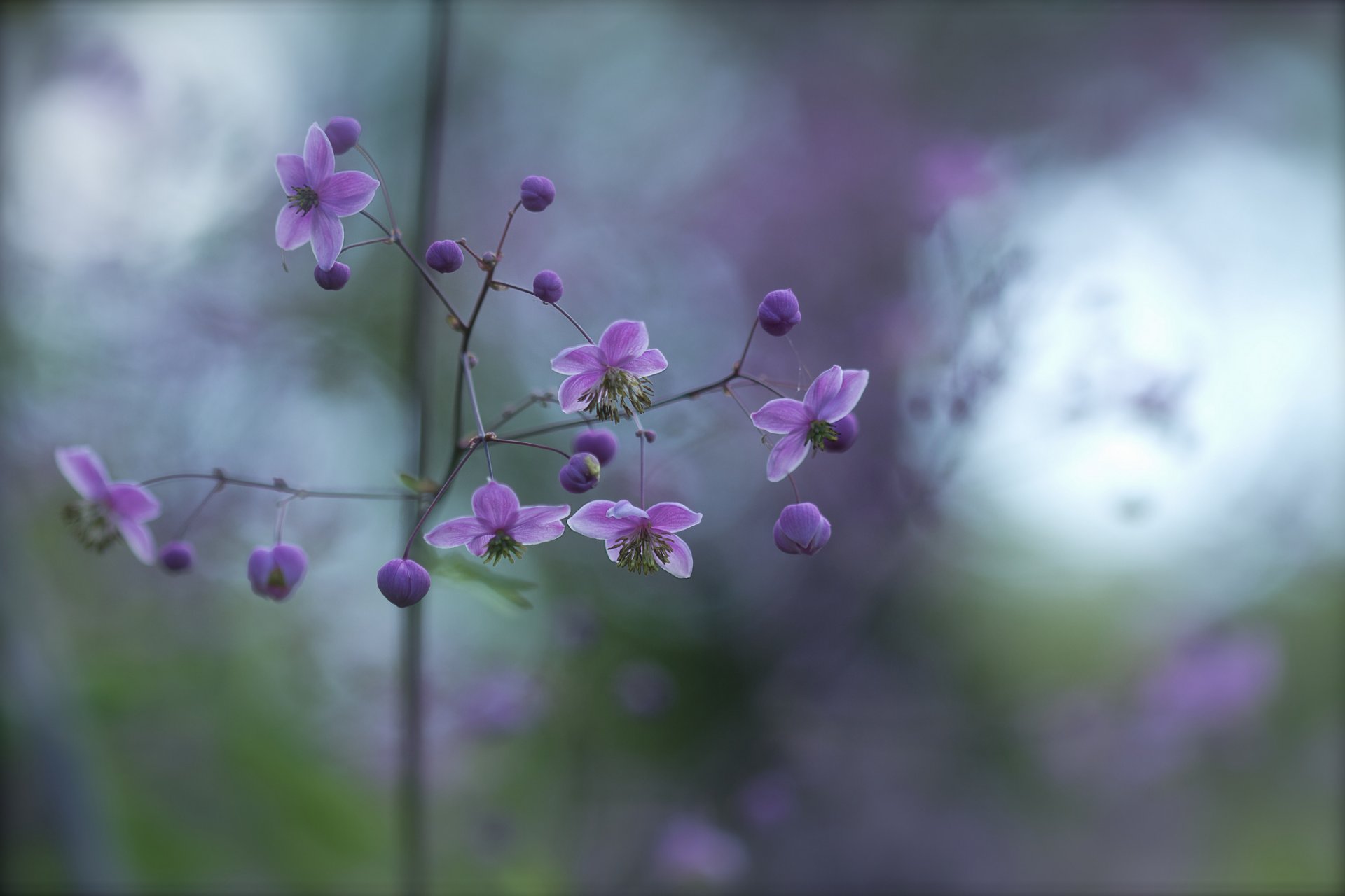 zweig blumen knospen flieder blendung