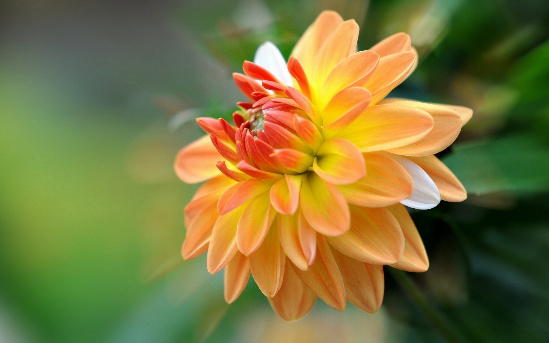 dahlia close up petal