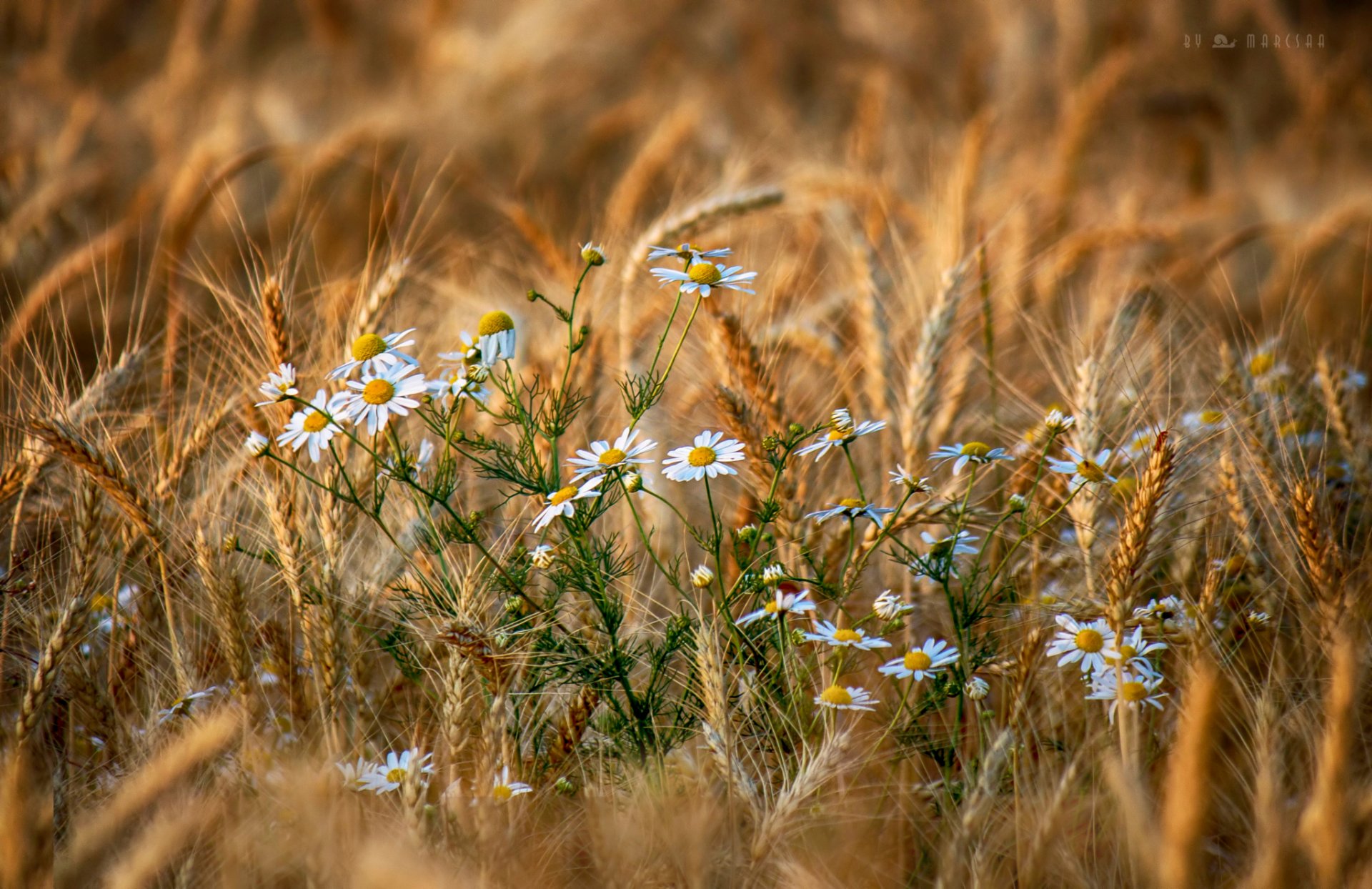 été champ épillets fleurs marguerites