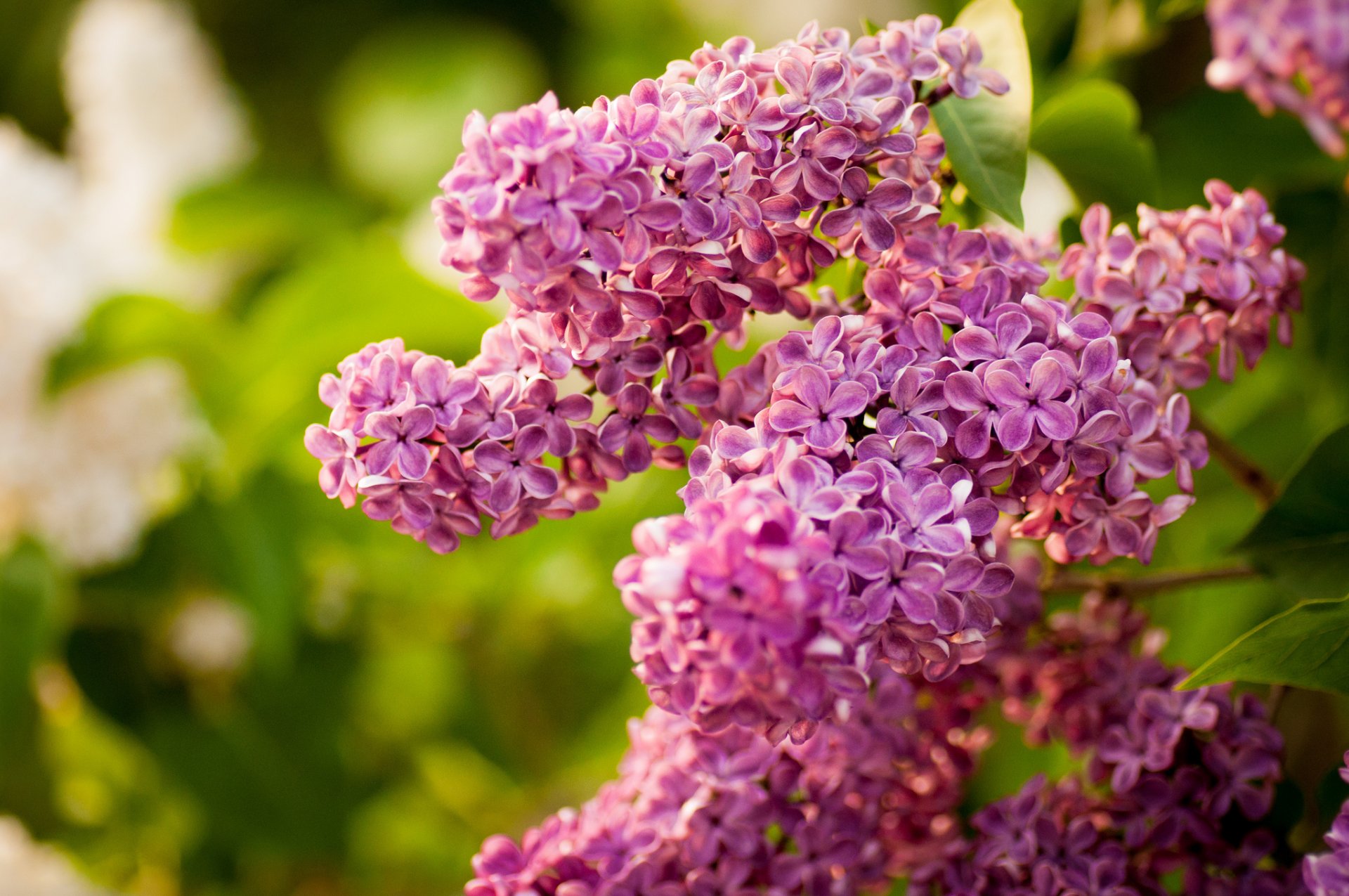 lilas inflorescences branche