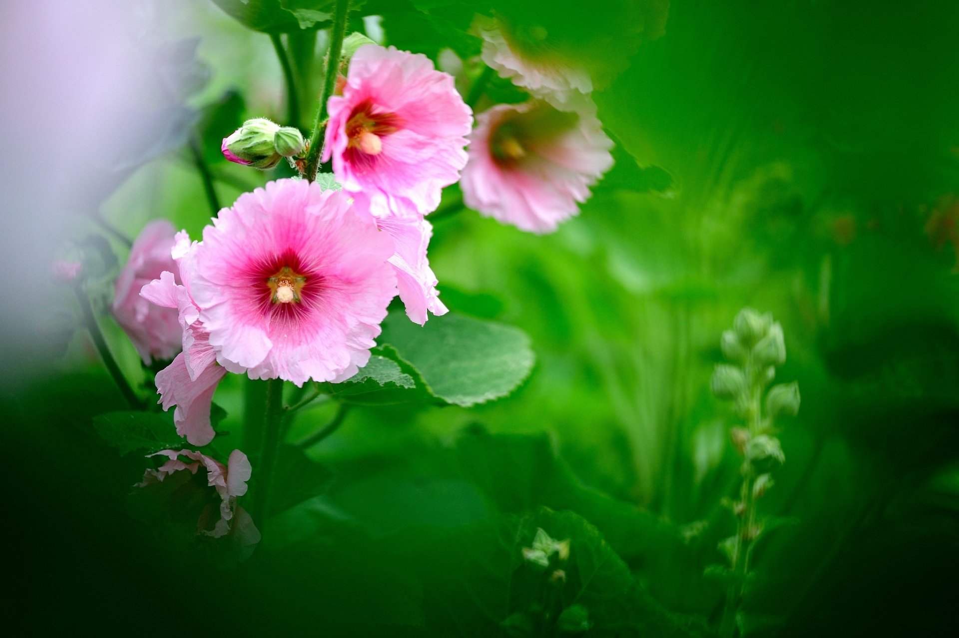 verde foglie fiori rosa malva sfocatura