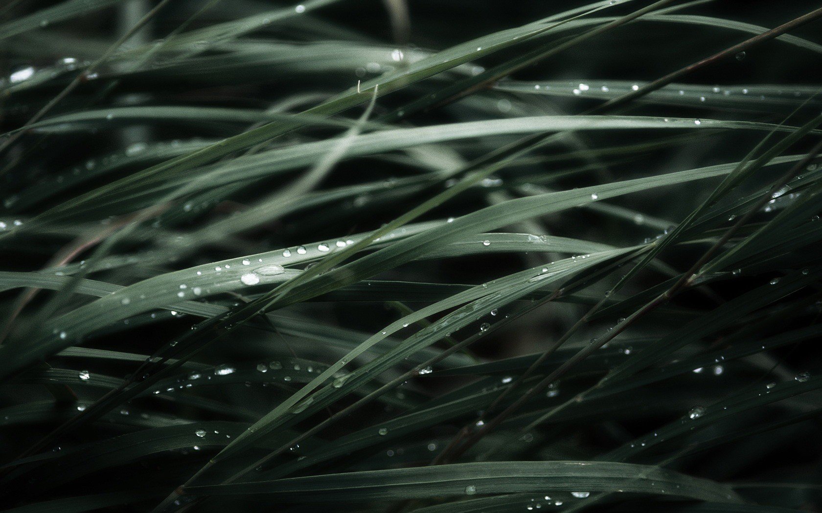 macro gotas gotas rocío verde oscuro hojas matorrales