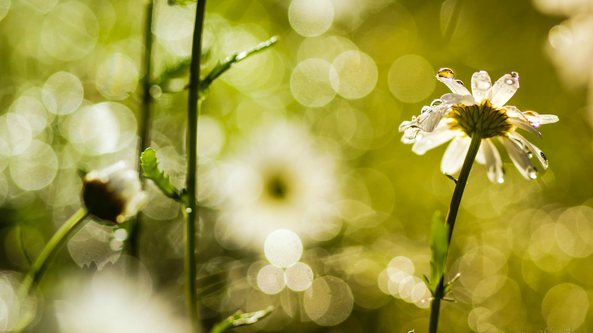 flowers flower flowers chamomile dew blur bokeh