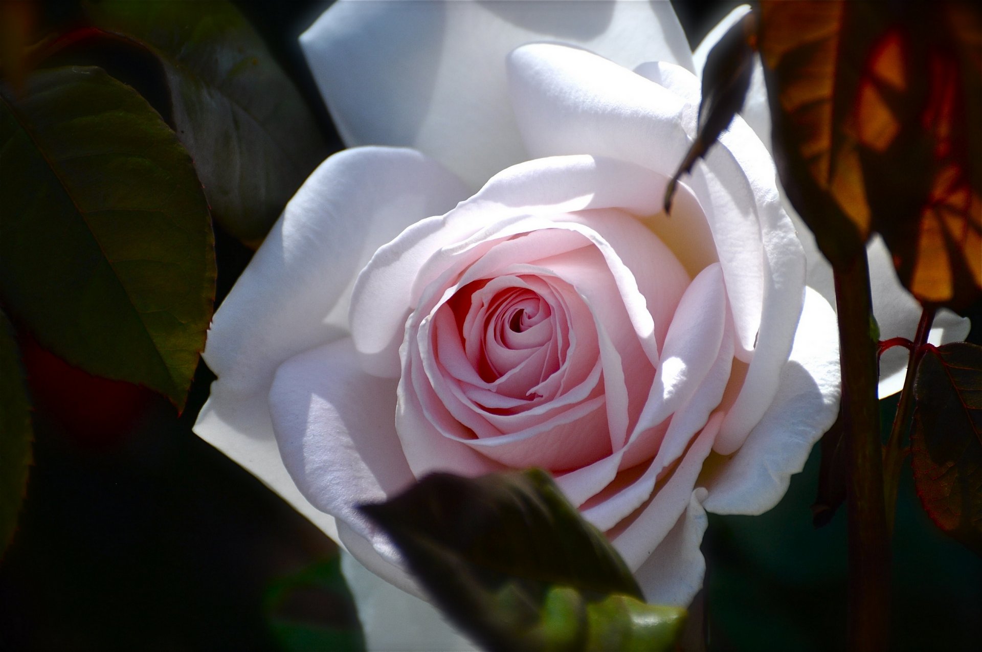 rose bud close up